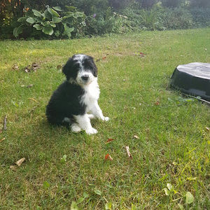 Meet your Posher, Calli